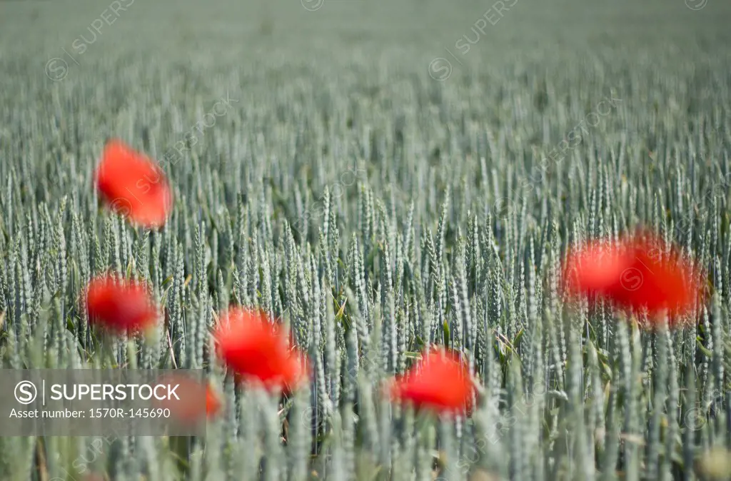 Poppy flowers in green field, close-up