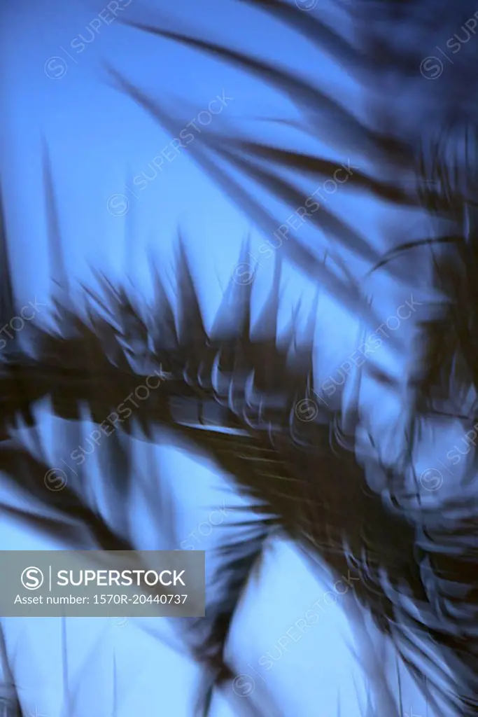 Blurred motion of palm leaves against clear blue sky