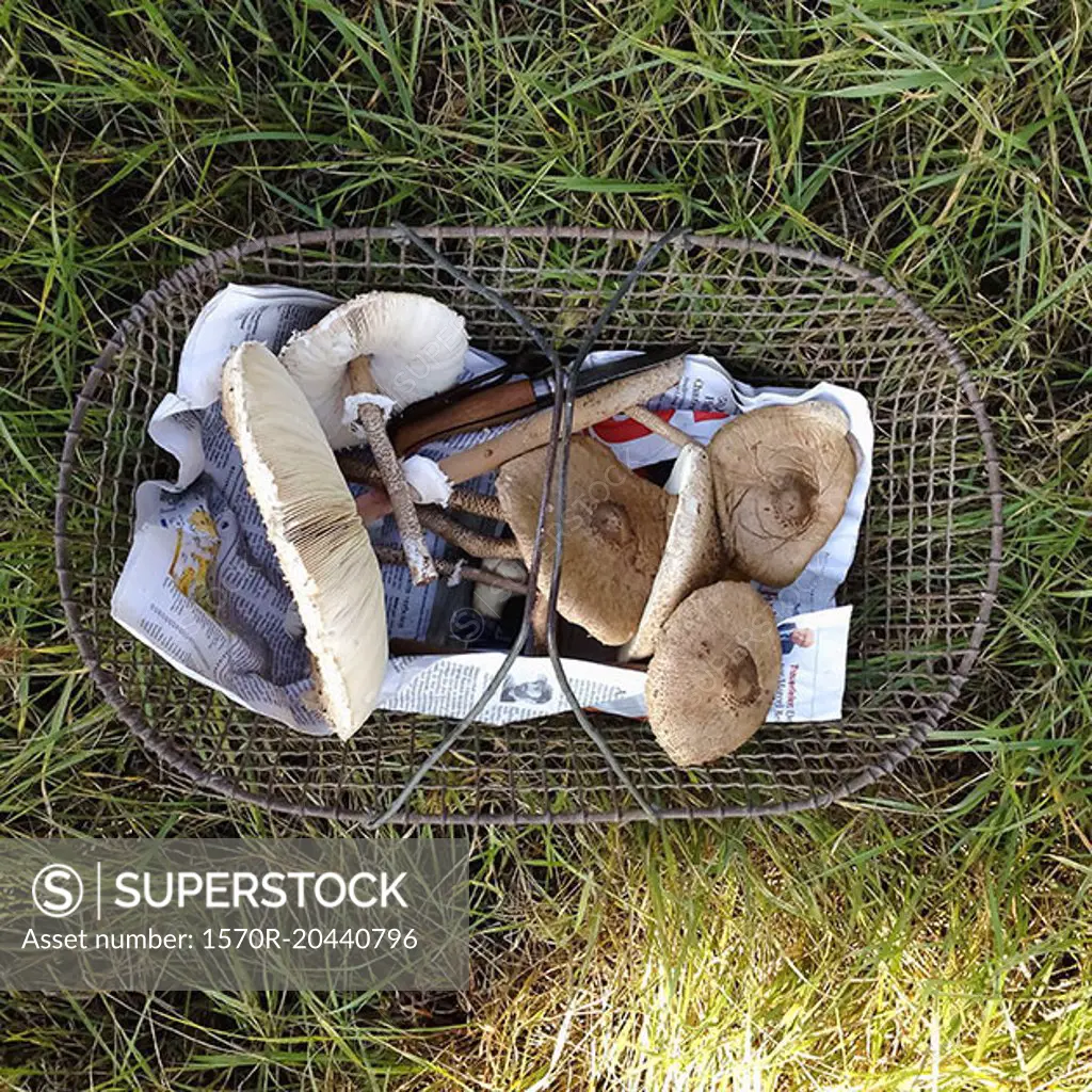 Directly above shot of edible mushrooms in basket on grass