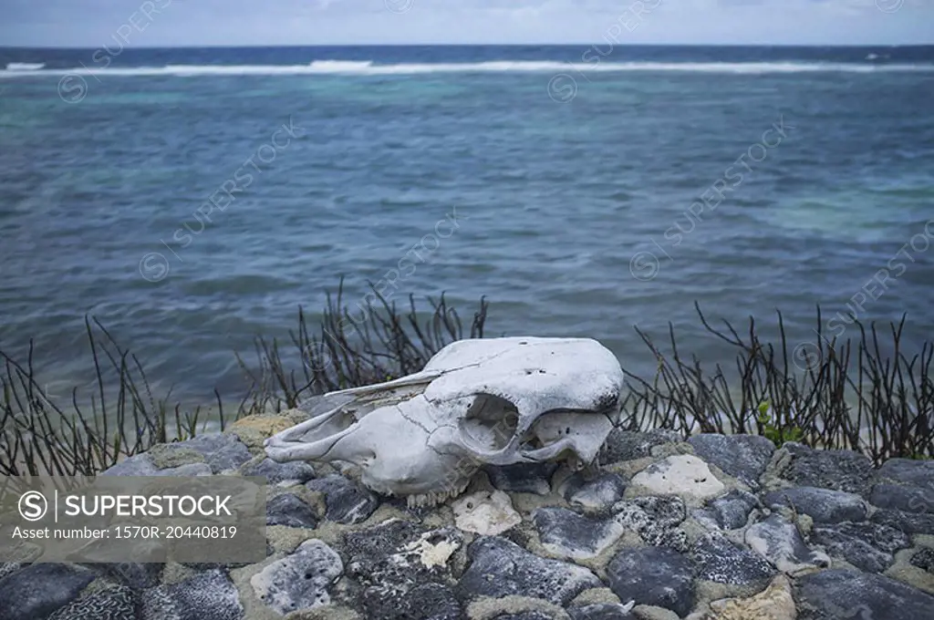 Animal skull on rock by sea