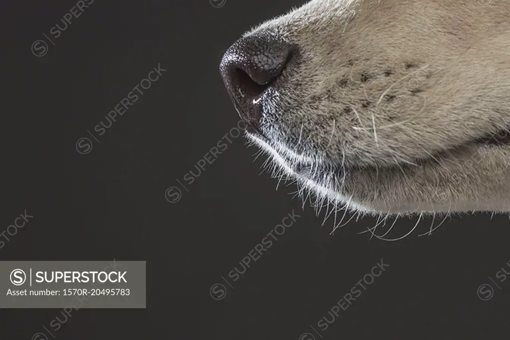 Cropped image of Siberian Husky over gray background