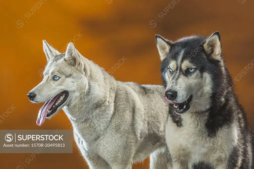 Siberian Huskies over colored background