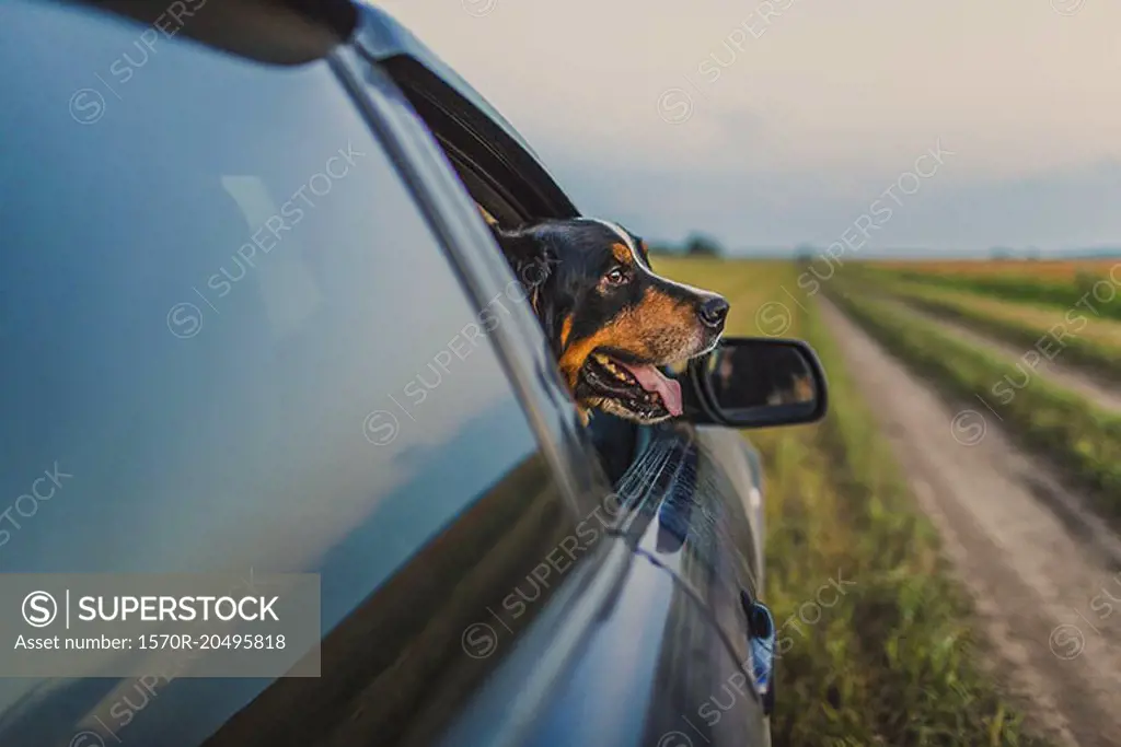 Border Collie looking through car window