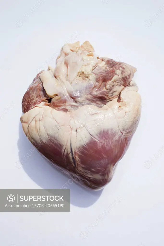 Close-up of animal heart on white background