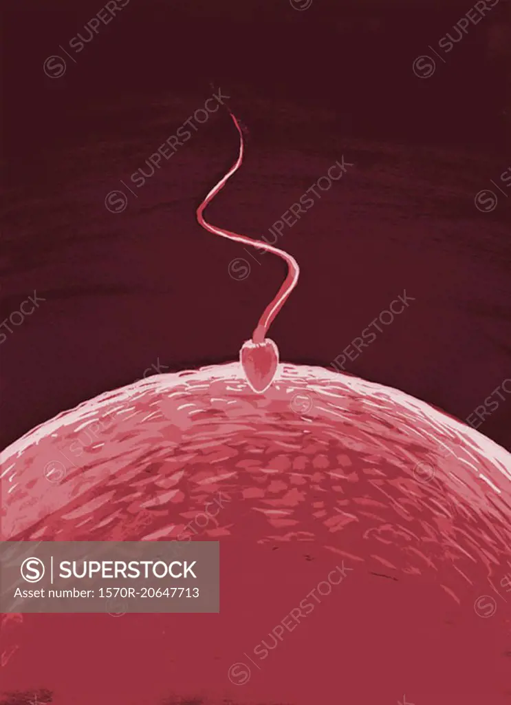 Illustrative image of sperm entering the egg
