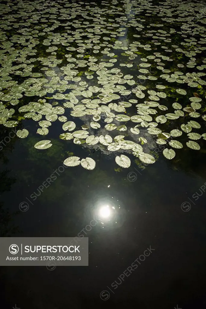 High angle view of lily pads floating on pond