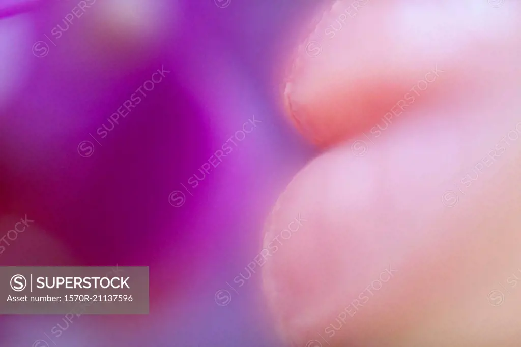 Extreme close-up of woman's lips and flower