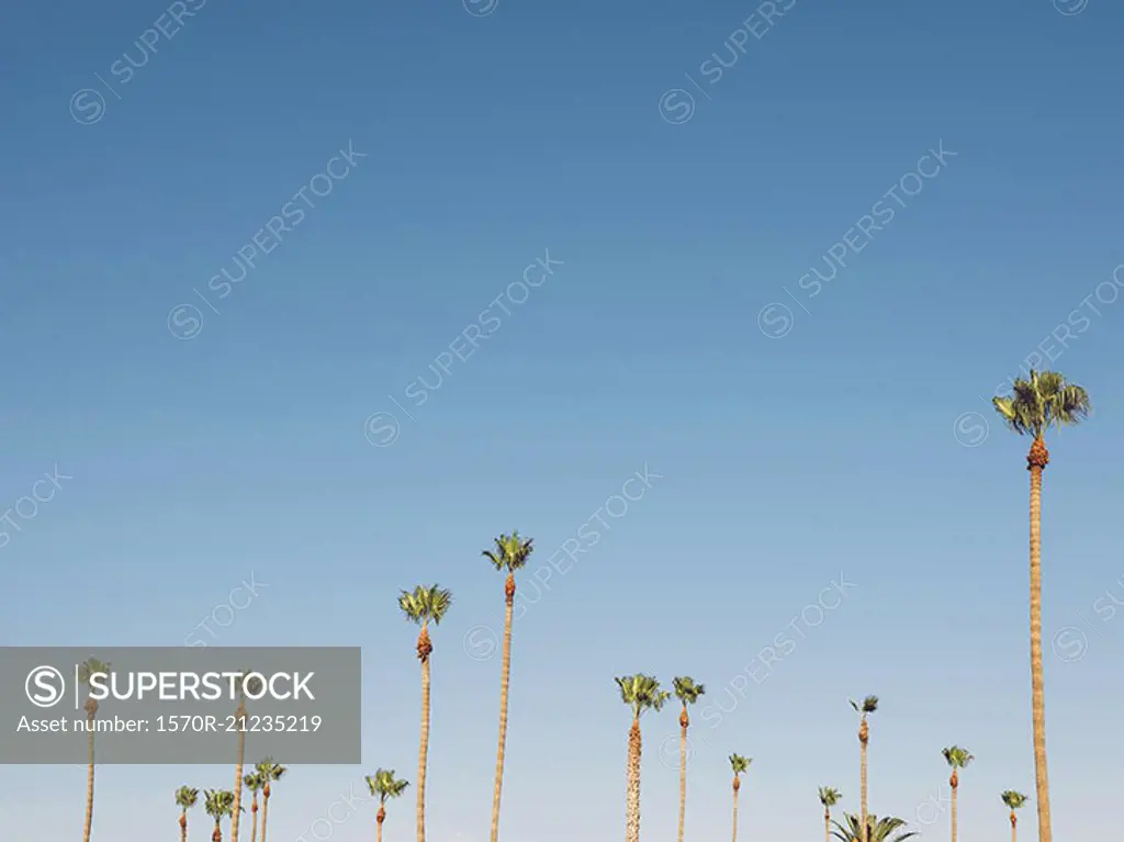 Low angle view of palm trees growing against clear sky, Coalinga, California, USA