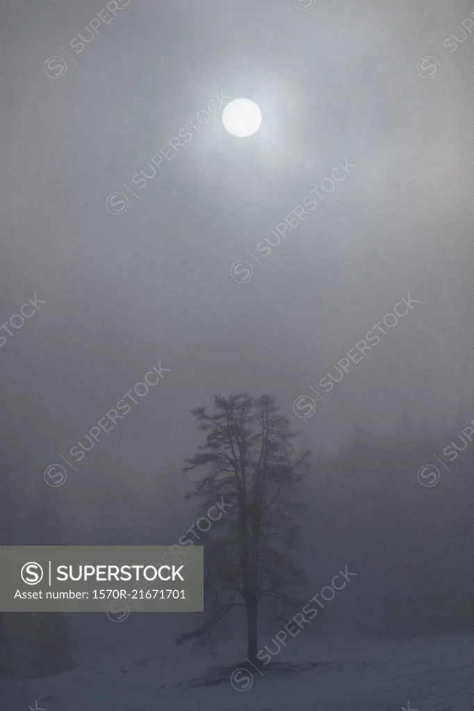 Moon shining over trees on snow covered landscape during foggy weather