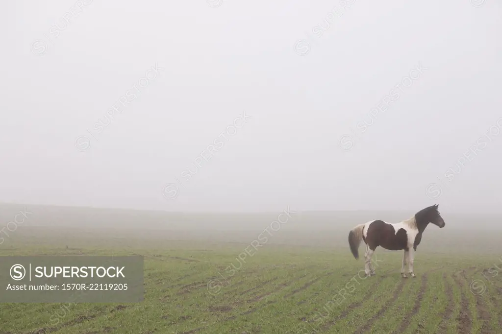 Brown and white horse in foggy rural field