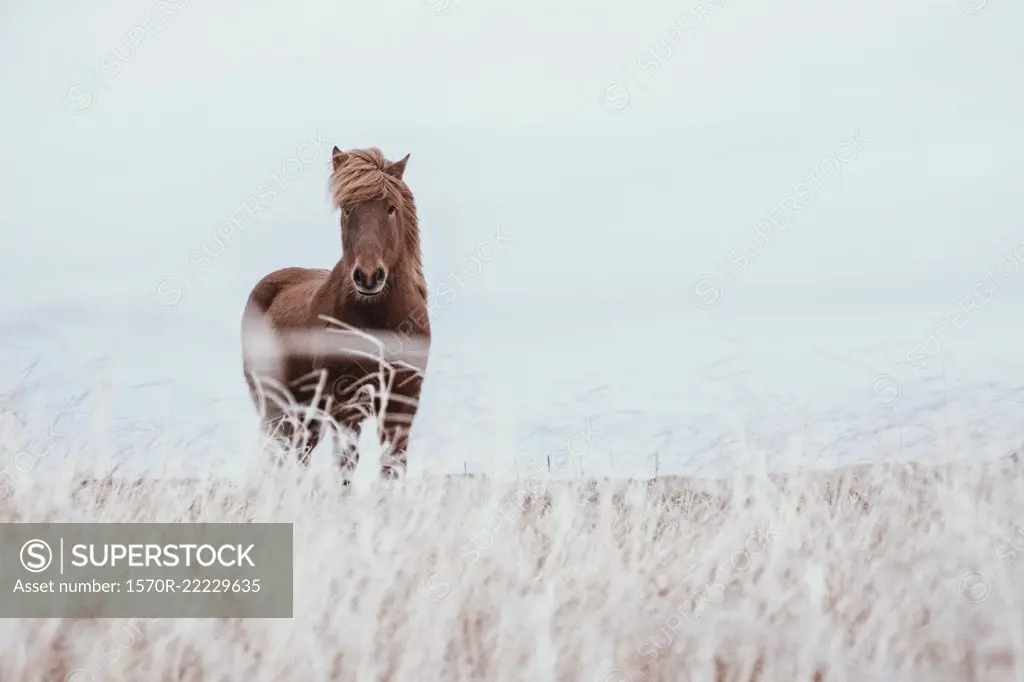 Icelandic brown horse in field, Reykjanesbaer, Iceland