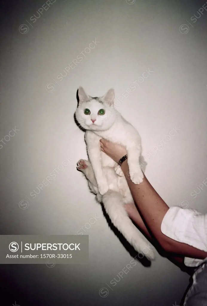 A person holding up a white cat