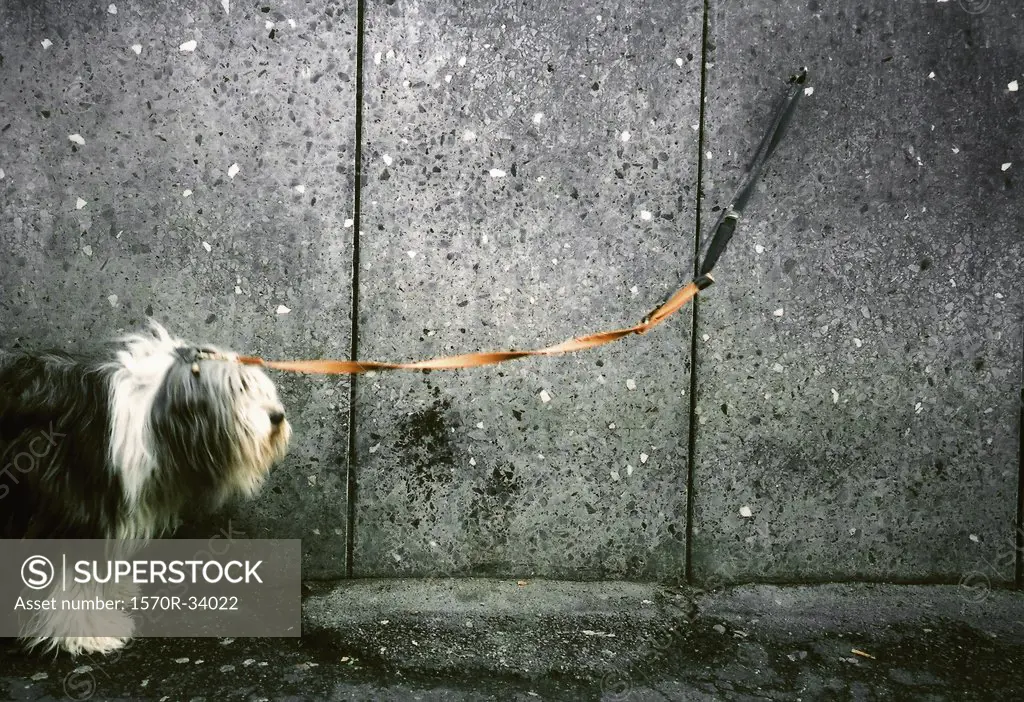 A dog on a leash chained to a wall