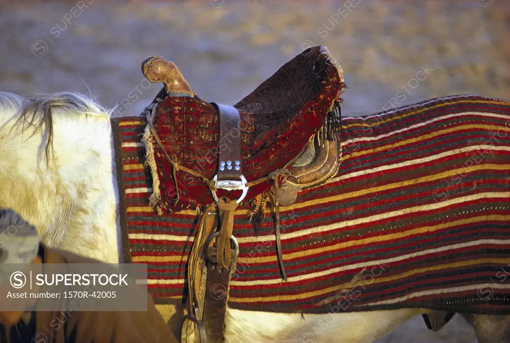 Tibet, saddled horse