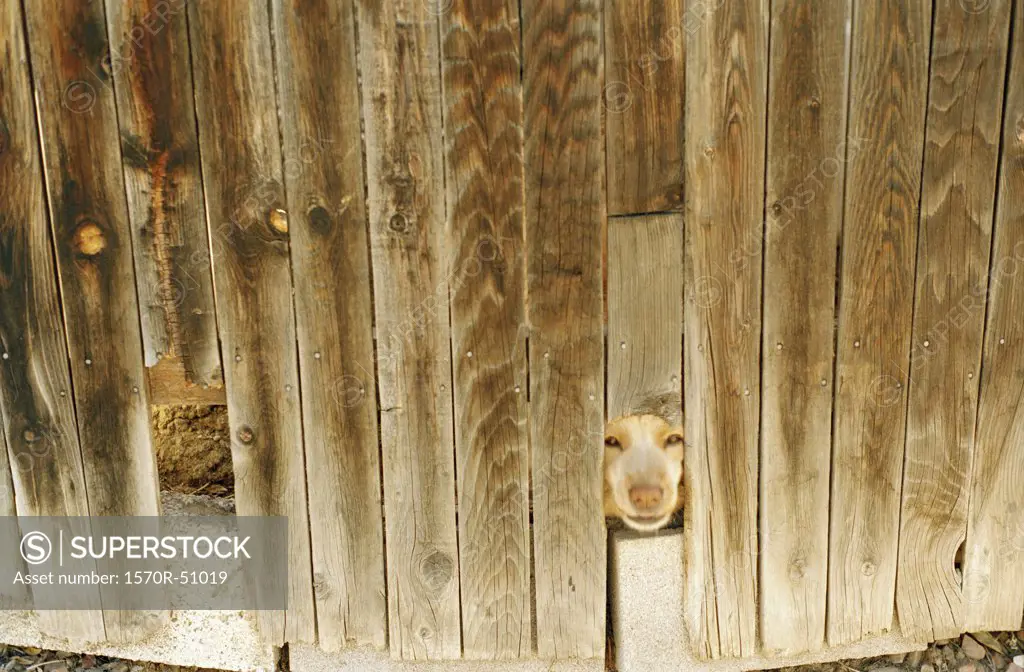 A dog peering through a wooden fence