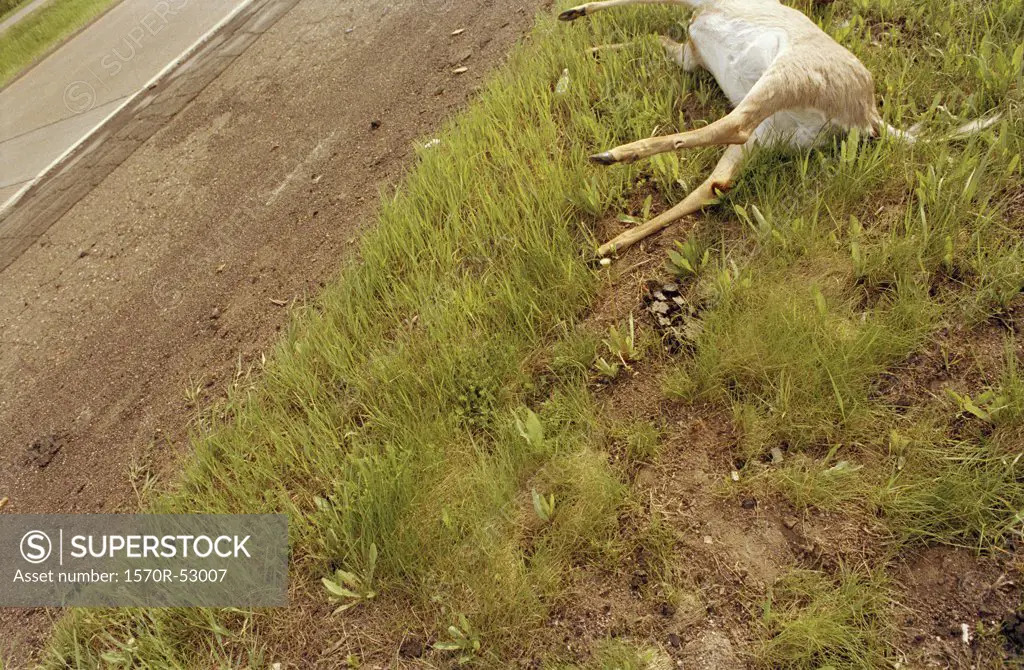 A dead deer lying by a road