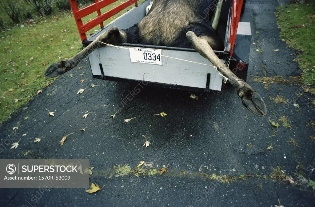 A dead moose in a trailer