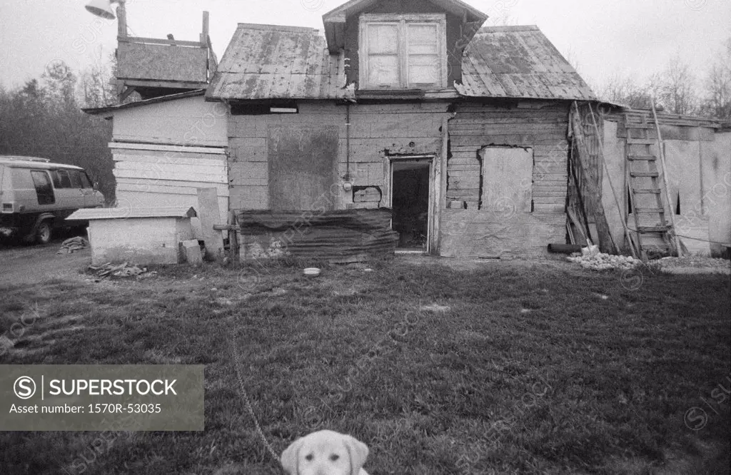 A dog in front of a rickety shack