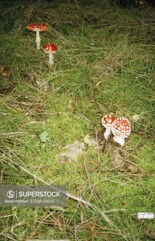Four mushrooms in a field at night