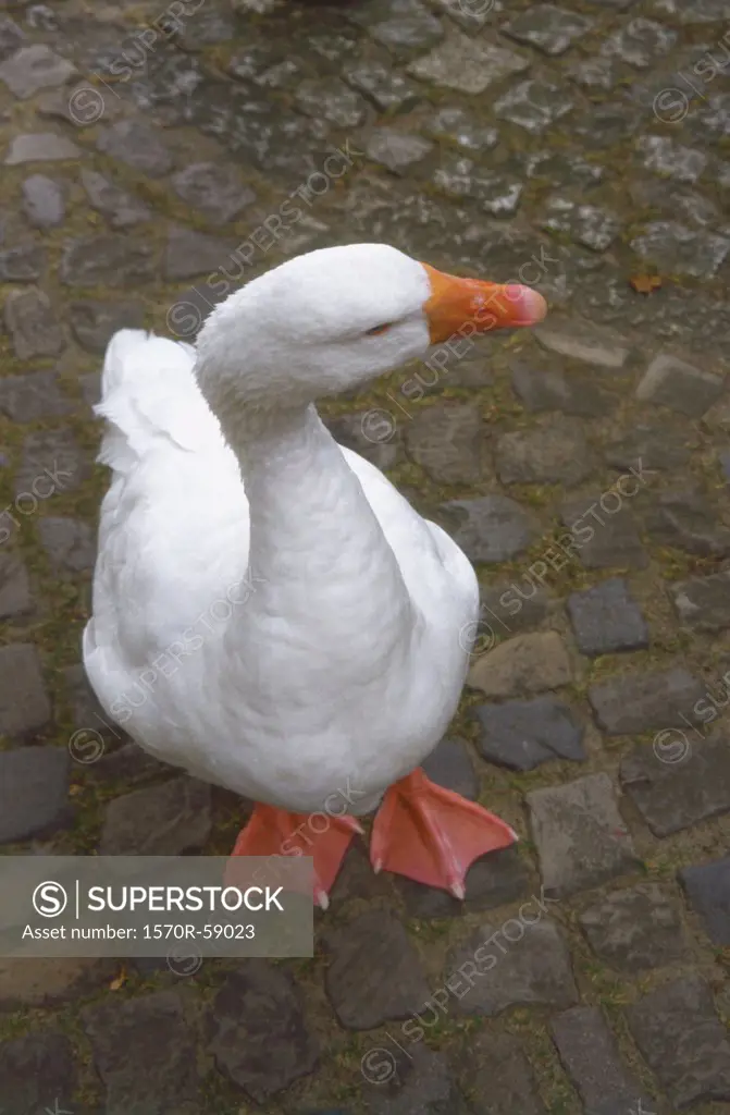 A goose on cobblestone