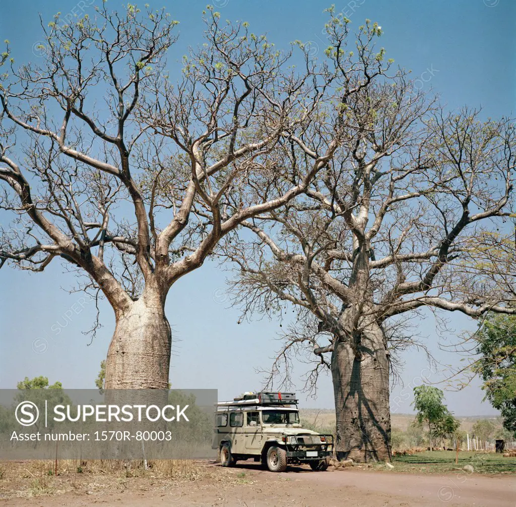 An off-road vehicle in between two baobab trees (adansonia digitata) in Australia 