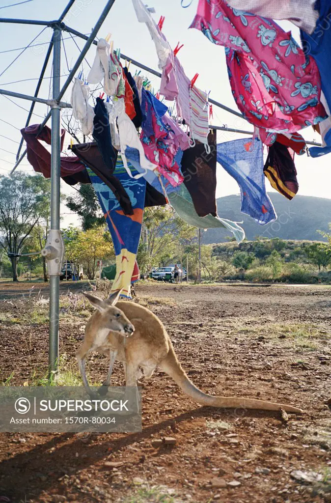 A kangaroo standing under a clothesline, Australia