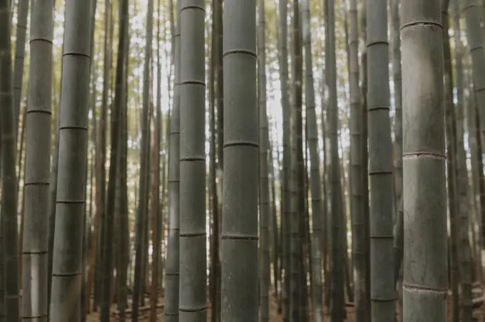 Close up bamboo trees growing in forest, Kyoto, Japan