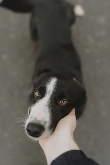 POV hand touching, petting cute dog