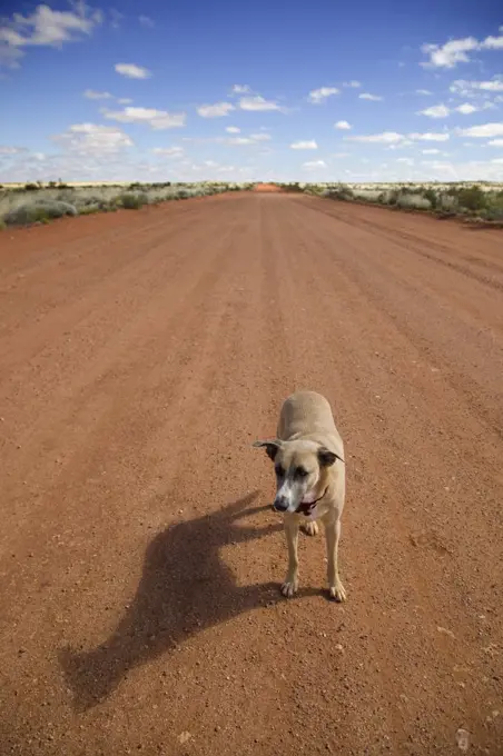 A dog standing on a dirt road looking away