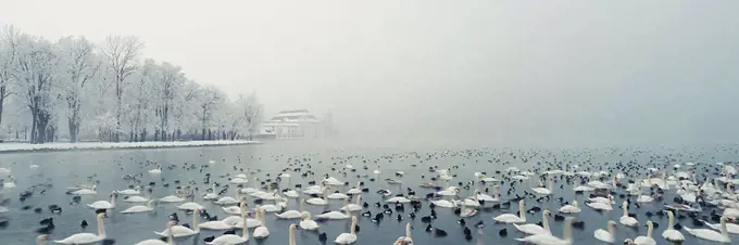 Panoramic view of birds swimming in lake during winter, Lake Atter, Seewalchen, Upper Austria