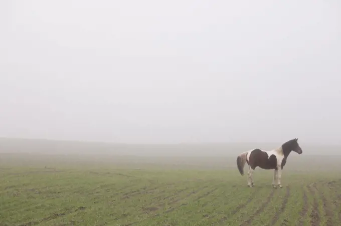 Brown and white horse in foggy rural field
