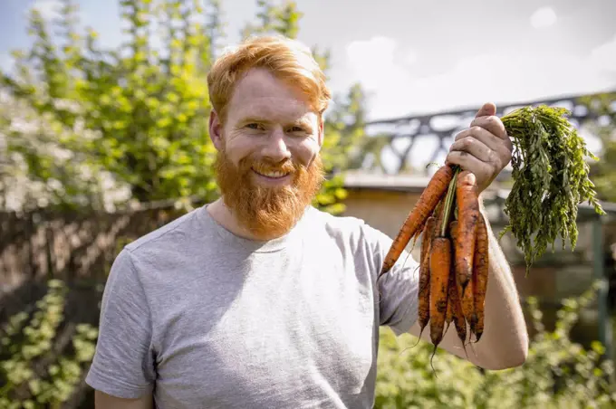 Portrait smiling man with beard harvesting carrots in sunny vegetable garden