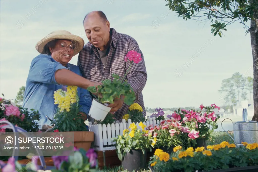 Senior couple planting plants in a garden