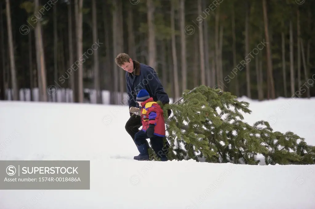 Side profile of a father and son dragging a Christmas tree in snow