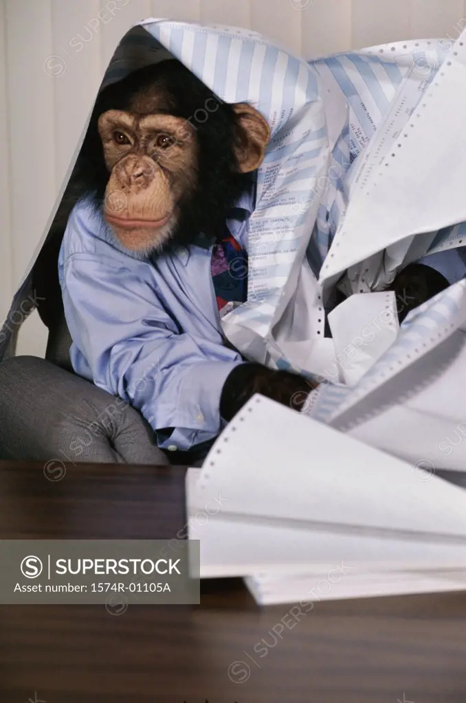Chimpanzee at an office desk