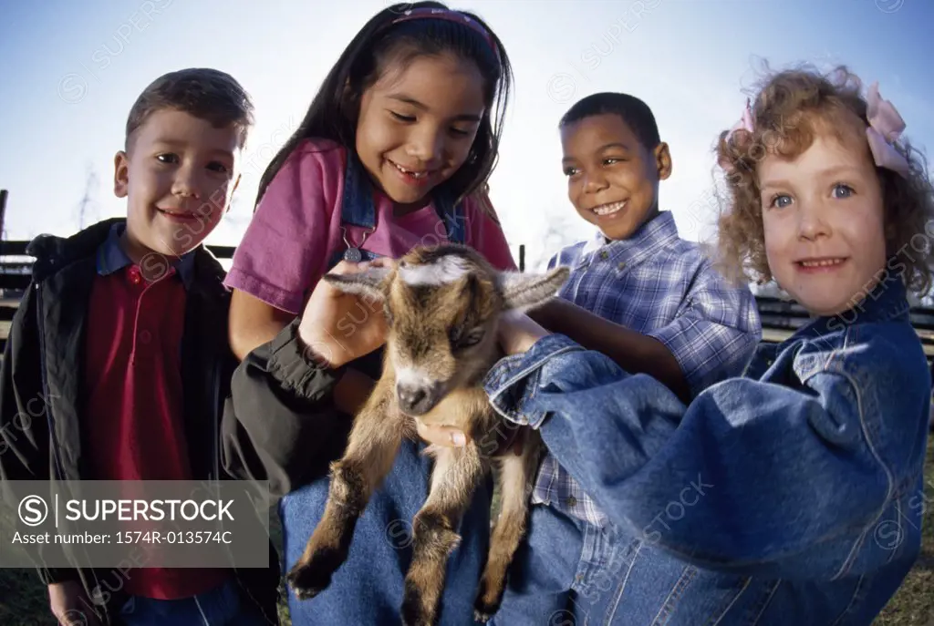 Close-up of four children playing with a lamb
