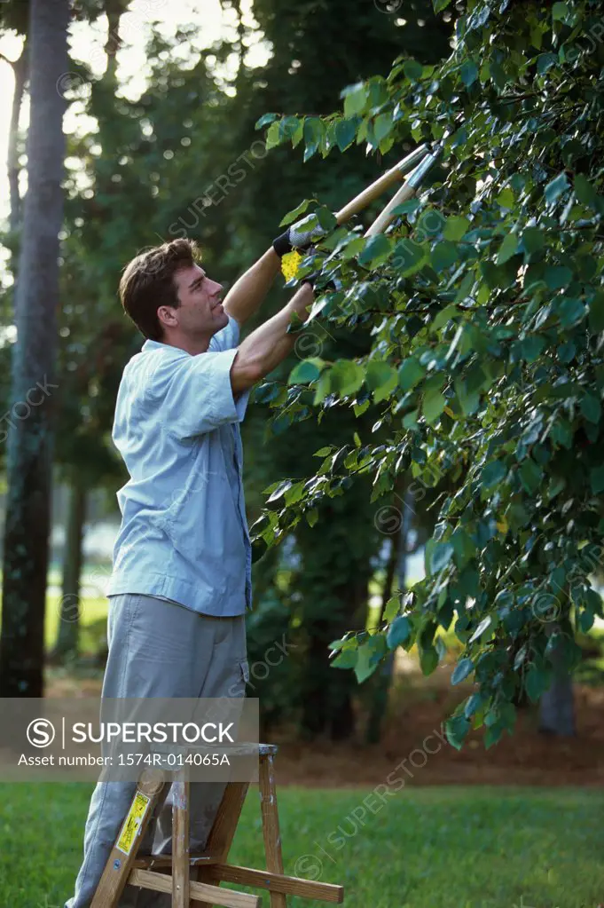 Side profile of a mid adult man pruning a tree