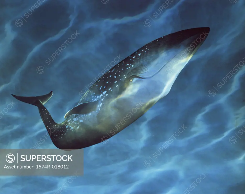 Side profile of a Blue Whale underwater (Balsenoptera musculus)