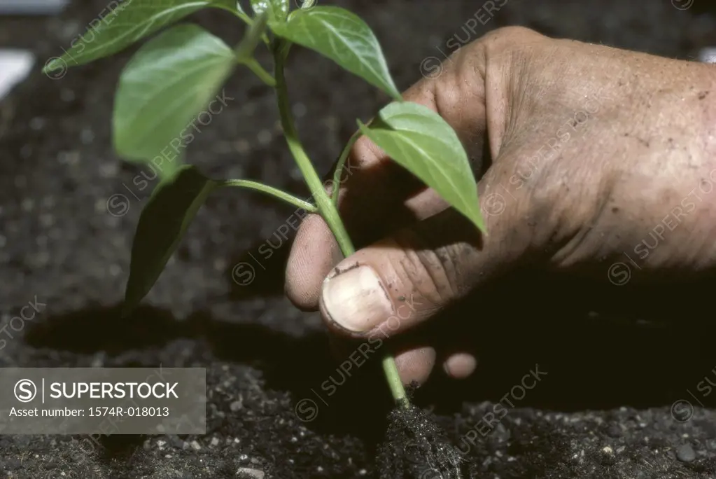 Close-up of a person's hand with a seedling