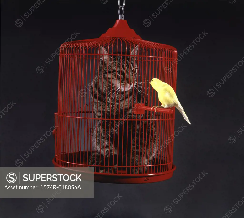 Cat in a cage with a canary perched outside