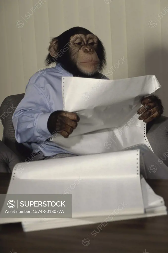 Close-up of a chimpanzee reading a document