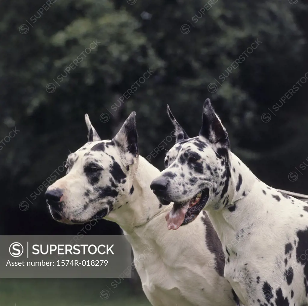 Close-up of two Great Danes