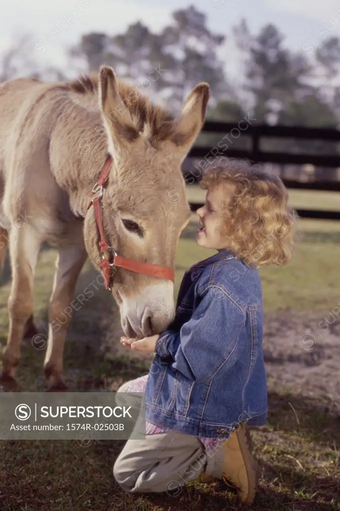 Side profile of a girl feeding a donkey