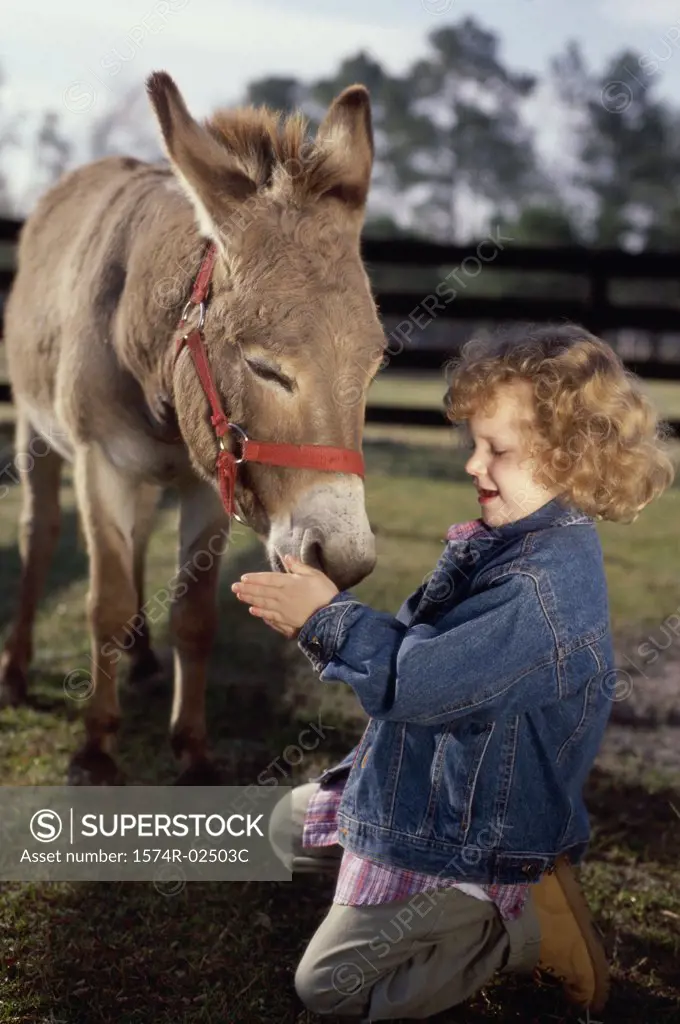 Side profile of a girl feeding a donkey