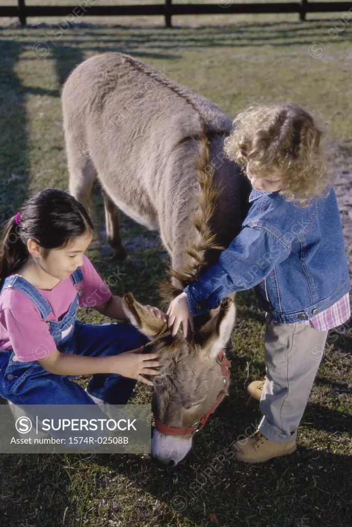 High angle view of two girls petting a donkey