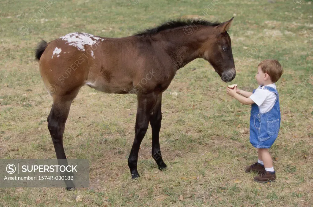 High angle view of a boy feeding a horse