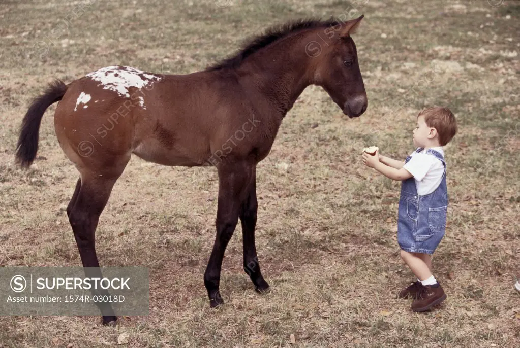 High angle view of a boy feeding a horse