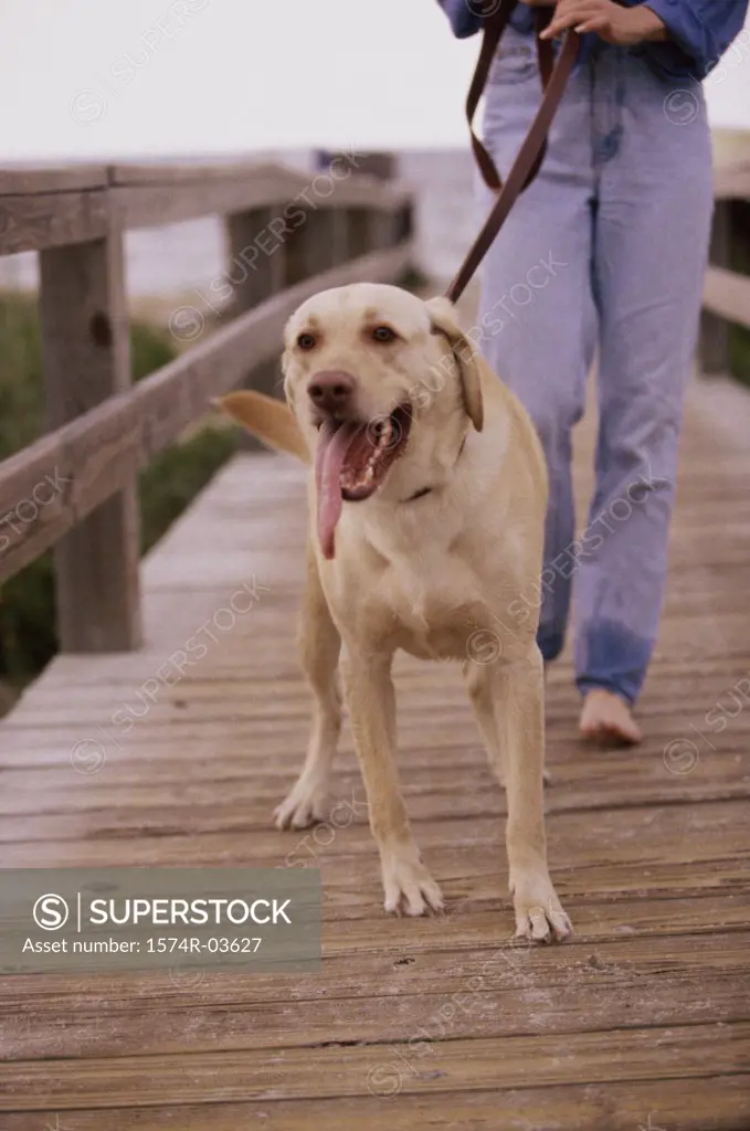 Woman walking with her dog on a boardwalk