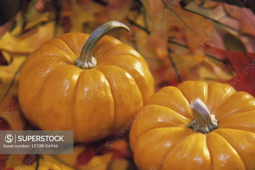 Close-up of two pumpkins on leaves