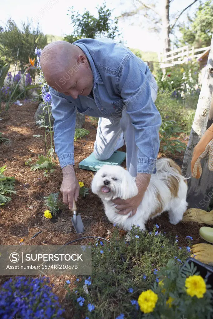 High angle view of a mature man gardening with his dog beside him